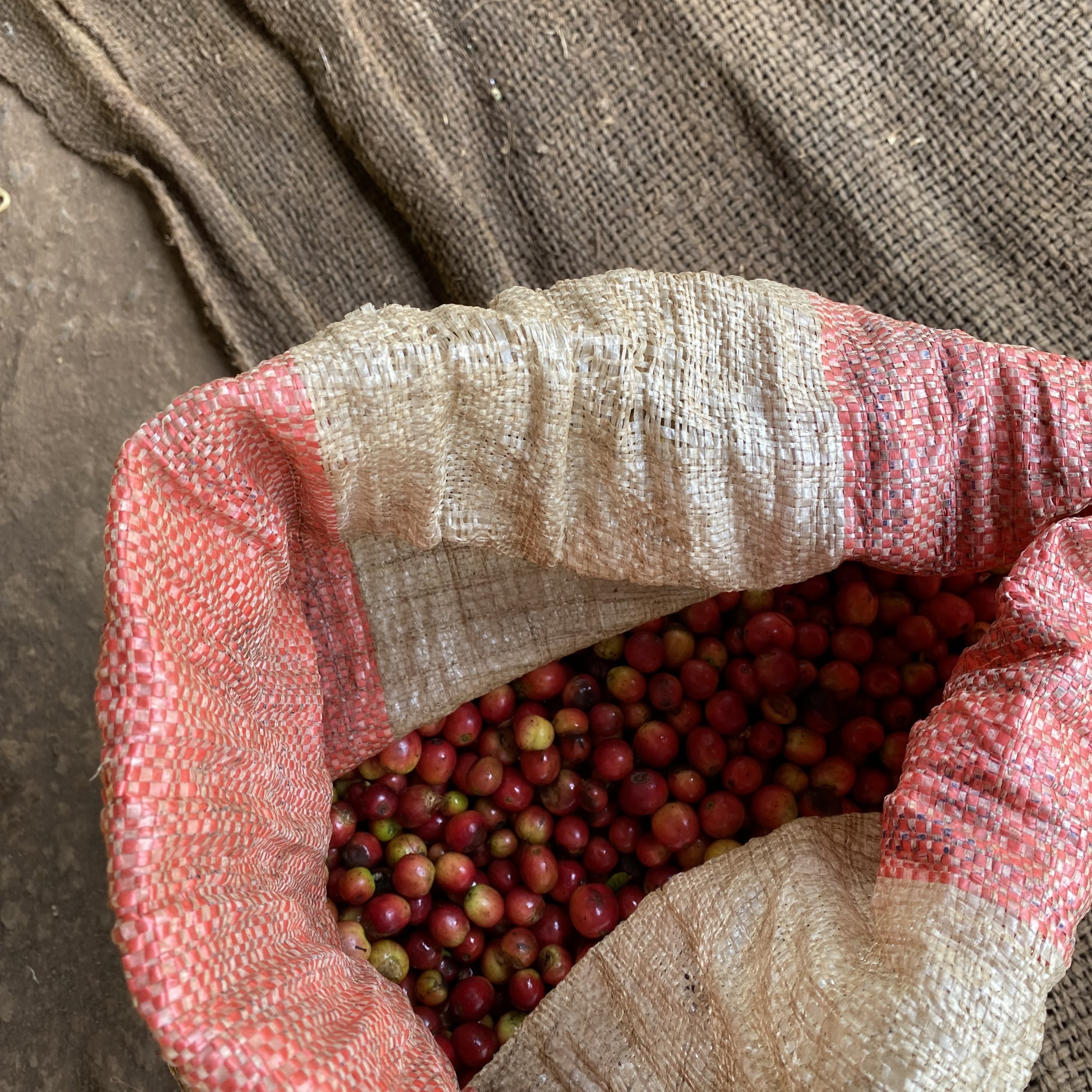 Kenya Kii Washed(24/25年クロップ) | ORIGIN COUNTRIES for Small